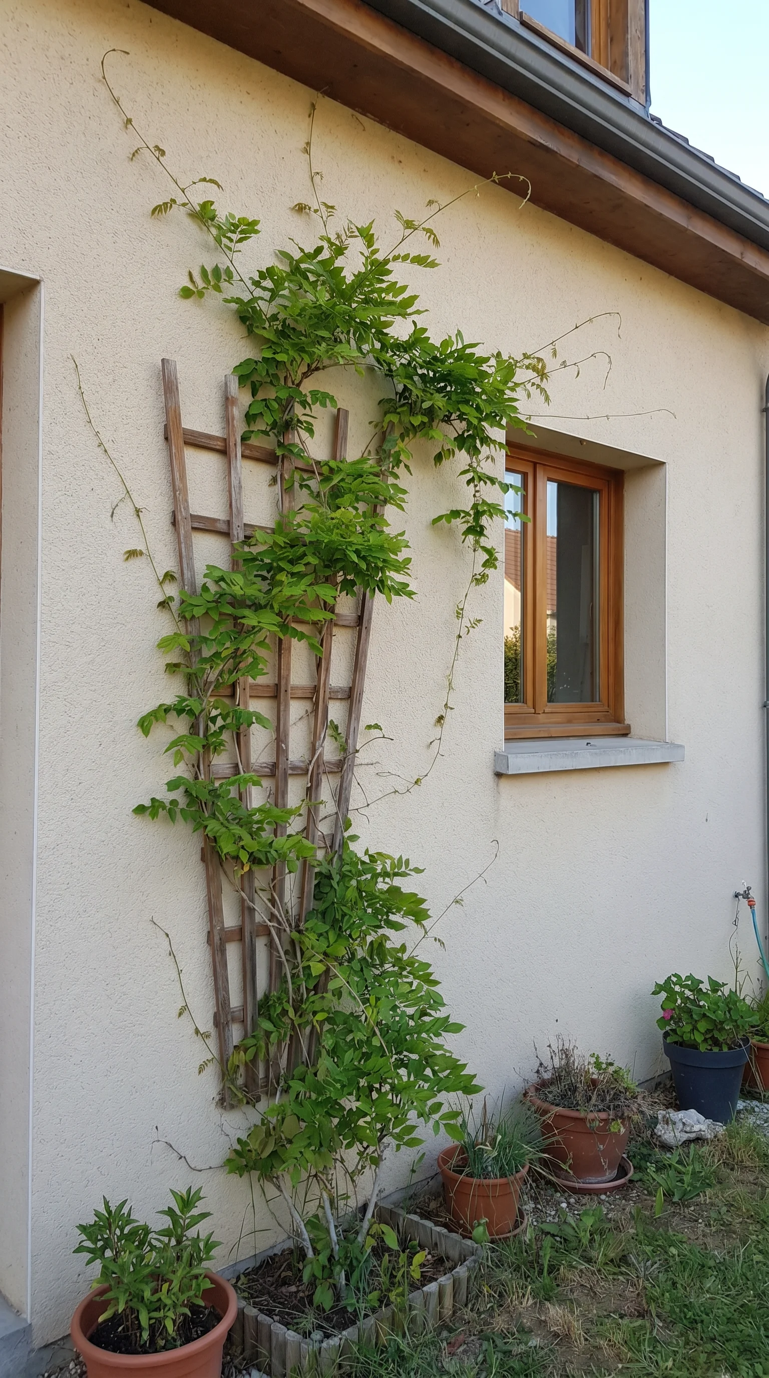 11 11 House front wall with climbing vine beginning t 11. [House front wall with 202606211207